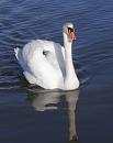 Click image for larger version. 

Name:	7. Mute Swan on Sturt Pond.JPG 
Views:	787 
Size:	525.6 KB 
ID:	12621