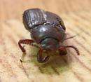 Click image for larger version. 

Name:	beetle or ant.jpg 
Views:	190 
Size:	212.1 KB 
ID:	1273