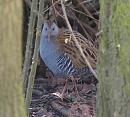 Click image for larger version. 

Name:	water_rail_P2204755.jpg 
Views:	228 
Size:	222.5 KB 
ID:	12760