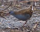 Click image for larger version. 

Name:	water_rail-P2204792.jpg 
Views:	234 
Size:	186.0 KB 
ID:	12761