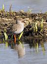 Click image for larger version. 

Name:	lavell's redshank 048ep.jpg 
Views:	189 
Size:	131.0 KB 
ID:	13012
