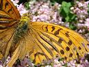 Click image for larger version. 

Name:	SHRUNK - Cernay July 07 - 0468 - queen of spain fritillary (issoria lathonia).jpg 
Views:	203 
Size:	228.6 KB 
ID:	1312