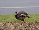 Click image for larger version. 

Name:	red-legged_partridge_P3274982.jpg 
Views:	377 
Size:	123.3 KB 
ID:	13205