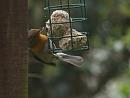 Click image for larger version. 

Name:	SH7858 -1004 02-Robin-Erithacus_rubecula.jpg 
Views:	241 
Size:	260.6 KB 
ID:	13240