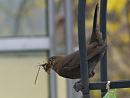 Click image for larger version. 

Name:	SH 8368 -1004 05-Blackbird-Turdus_merula.jpg 
Views:	215 
Size:	226.3 KB 
ID:	13262