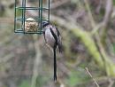 Click image for larger version. 

Name:	SH8340 -1004 05-Long tailed Tit-Aegithalos_caudatus.jpg 
Views:	221 
Size:	263.0 KB 
ID:	13266