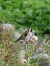 Click image for larger version. 

Name:	Goldfinch 1.jpg 
Views:	245 
Size:	121.4 KB 
ID:	1330