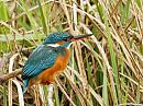Click image for larger version. 

Name:	Alcedo_atthis.jpg 
Views:	301 
Size:	161.8 KB 
ID:	13302