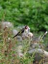 Click image for larger version. 

Name:	Goldfinch 2.jpg 
Views:	245 
Size:	128.5 KB 
ID:	1331