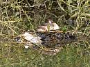 Click image for larger version. 

Name:	SH9906 -1004 09-Great_Crested_Grebe-Podiceps_cristatus.jpg 
Views:	222 
Size:	402.3 KB 
ID:	13339