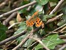 Click image for larger version. 

Name:	SH9748 -1004 09-Comma-Polygonia_c-album.jpg 
Views:	421 
Size:	324.0 KB 
ID:	13369