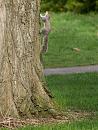 Click image for larger version. 

Name:	SH9771 -1004 09-Squirrel.jpg 
Views:	418 
Size:	301.0 KB 
ID:	13372