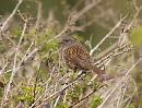 Click image for larger version. 

Name:	dunnock_P4110298.jpg 
Views:	527 
Size:	297.2 KB 
ID:	13400
