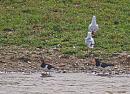 Click image for larger version. 

Name:	oystercatchers_P4110282.jpg 
Views:	539 
Size:	275.7 KB 
ID:	13401