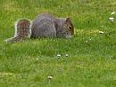 Click image for larger version. 

Name:	SH8627 -1004 06-Squirrel.jpg 
Views:	140 
Size:	323.1 KB 
ID:	13405