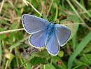 Click image for larger version. 

Name:	Cernay July 07 - 0020  Common Blue Polyommatus icarus male - SHRUNK.jpg 
Views:	419 
Size:	206.5 KB 
ID:	1341