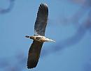 Click image for larger version. 

Name:	Grey Heron Ardea Ardea cinerea DSC_0406.jpg 
Views:	205 
Size:	46.1 KB 
ID:	13411
