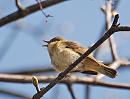 Click image for larger version. 

Name:	Chiffchaff, Phylloscopus collybita DSC_0066.jpg 
Views:	251 
Size:	79.0 KB 
ID:	13428