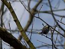 Click image for larger version. 

Name:	SH9834 -1004 09-Great Tit-Parus_major.jpg 
Views:	129 
Size:	335.1 KB 
ID:	13438