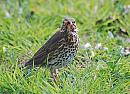 Click image for larger version. 

Name:	Song Thrush - Turdus philomelos_ DSC_0027.jpg 
Views:	252 
Size:	148.3 KB 
ID:	13452