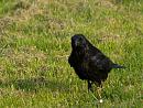 Click image for larger version. 

Name:	SH1207 -1004 15-Carrion Crow-Corvus_corone.jpg 
Views:	182 
Size:	339.6 KB 
ID:	13456