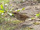 Click image for larger version. 

Name:	reed_bunting_P4150386.jpg 
Views:	507 
Size:	137.0 KB 
ID:	13465