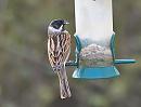 Click image for larger version. 

Name:	reed_bunting_P4150416.jpg 
Views:	525 
Size:	60.4 KB 
ID:	13466