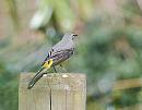 Click image for larger version. 

Name:	Grey Wagtail (Motacilla cinerea) DSC_0170.JPG 
Views:	241 
Size:	65.2 KB 
ID:	13474