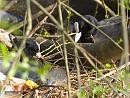 Click image for larger version. 

Name:	SH0898 -1004 15-Coot-Fulica_atra.jpg 
Views:	198 
Size:	295.7 KB 
ID:	13488