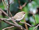 Click image for larger version. 

Name:	Willow Warbler (Phylloscopus trochilus) DSC_0103.jpg 
Views:	255 
Size:	79.9 KB 
ID:	13505