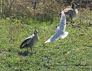 Click image for larger version. 

Name:	goose_attack_P4180665.jpg 
Views:	247 
Size:	309.5 KB 
ID:	13513