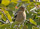 Click image for larger version. 

Name:	chaffinch4_filtered.jpg 
Views:	204 
Size:	291.5 KB 
ID:	1356