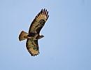 Click image for larger version. 

Name:	Buzzard (Buteo buteo)  DSC_0106.jpg 
Views:	184 
Size:	52.9 KB 
ID:	13570