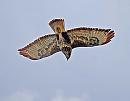 Click image for larger version. 

Name:	Buzzard (Buteo buteo)  DSC_0108.jpg 
Views:	188 
Size:	72.5 KB 
ID:	13572
