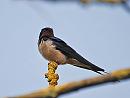 Click image for larger version. 

Name:	Swallow (Hirundo rustica) DSC_0001.jpg 
Views:	1488 
Size:	61.6 KB 
ID:	13607