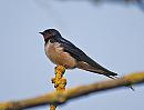 Click image for larger version. 

Name:	Swallow (Hirundo rustica) DSC_0008.jpg 
Views:	290 
Size:	71.0 KB 
ID:	13608