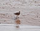 Click image for larger version. 

Name:	Whimbrel (Numenius phaeopus) DSC_0128.jpg 
Views:	212 
Size:	135.7 KB 
ID:	13616
