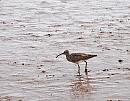 Click image for larger version. 

Name:	Whimbrel (Numenius phaeopus) DSC_0145.jpg 
Views:	211 
Size:	145.5 KB 
ID:	13619
