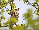 Click image for larger version. 

Name:	Sml Song Thrush (Turdus philomelos) DSC_0083.jpg 
Views:	407 
Size:	45.1 KB 
ID:	13622