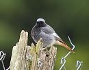 Click image for larger version. 

Name:	black_redstart_P5031573.jpg 
Views:	243 
Size:	75.3 KB 
ID:	13657