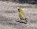 Click image for larger version. 

Name:	Greenfinch (Carduelis chloris) DSC_0181.jpg 
Views:	207 
Size:	124.8 KB 
ID:	13677