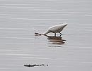 Click image for larger version. 

Name:	Little Egret (Egretta garzetta) DSC_0053.jpg 
Views:	224 
Size:	54.0 KB 
ID:	13690