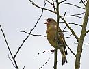 Click image for larger version. 

Name:	Greenfinch (Carduelis chloris) DSC_0102.jpg 
Views:	186 
Size:	94.7 KB 
ID:	13692