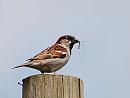 Click image for larger version. 

Name:	House Sparrow (Passer domesticus) DSC_0171.jpg 
Views:	206 
Size:	62.0 KB 
ID:	13782