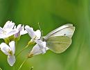 Click image for larger version. 

Name:	Small White (Pieris rapae) DSC_0198.jpg 
Views:	193 
Size:	67.0 KB 
ID:	13788