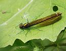 Click image for larger version. 

Name:	Beautiful Demoiselle (Calopteryx virgo) DSC_0063.jpg 
Views:	214 
Size:	100.7 KB 
ID:	13793