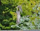 Click image for larger version. 

Name:	Grey squirrel (Sciurus carolinensis)DSC_0018.jpg 
Views:	190 
Size:	114.0 KB 
ID:	13817