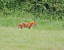 Click image for larger version. 

Name:	Red Fox (Vulpes vulpes)  DSC_0081.jpg 
Views:	222 
Size:	139.0 KB 
ID:	13818