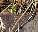 Click image for larger version. 

Name:	Young Common Lizard.jpg 
Views:	206 
Size:	269.1 KB 
ID:	13849