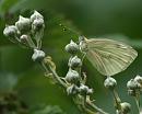 Click image for larger version. 

Name:	SH0643 -090721-Green Veined White - second generation female -Pieris_napi - 2.jpg 
Views:	157 
Size:	372.0 KB 
ID:	13861